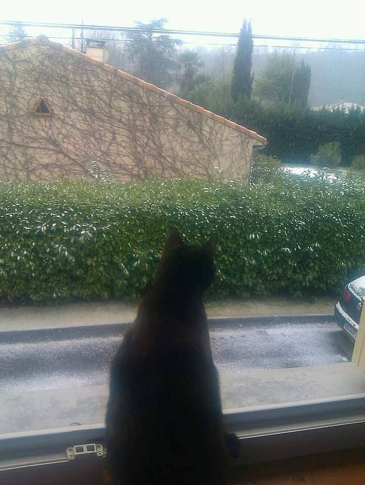 Moritz participe au concours pour gagner de l'argent avec cette photo : atmospheric_phenomenon, carnivore, cat, felidae, grass, landscape, leaf, light, morning, plant, roof, shade, shrub, small_to_medium_sized_cats, sunlight, tail, tints_and_shades, tree, window, wood