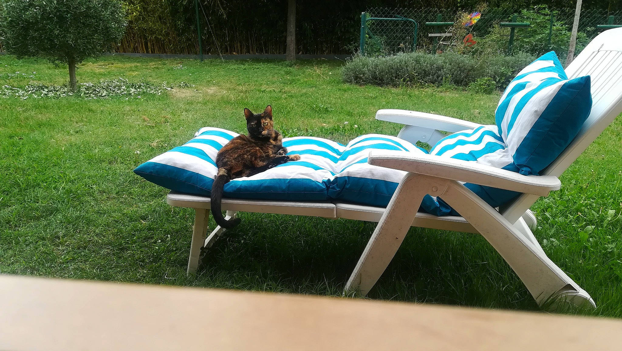 Moritz participe au concours pour gagner de l'argent avec cette photo : armrest, carnivore, comfort, companion_dog, fawn, felidae, furniture, grass, lawn, leisure, outdoor_bench, outdoor_furniture, outdoor_sofa, outdoor_table, plant, recreation, rectangle, shade, sunlounger, tree