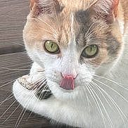 Daisy joined the competition — help win amazing prizes! cat, feline, close_up, portrait, green_eyes, cream_fur, white_fur, calico_pattern, pink_nose, tongue_out, whiskers, ears, face, pet, animal, indoor, wooden_floor, lying_down, funny_expression, photography