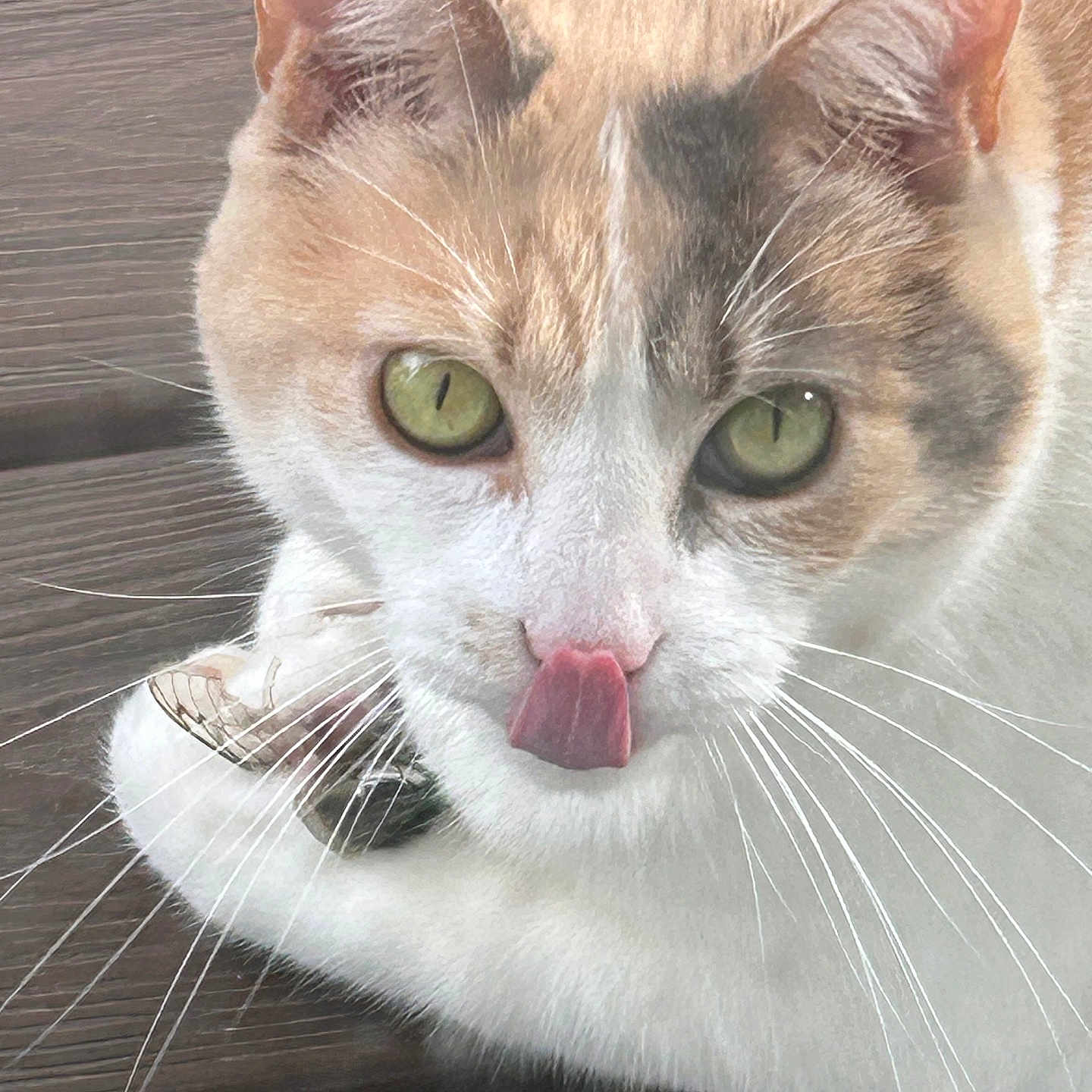 Daisy