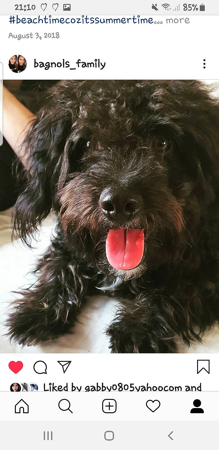 Blackykiki a rejoint le concours — aidez-le/la à gagner de superbes lots ! bolonka, canidae, carnivore, cockapoo, dog, dog_breed, havanese, maltepoo, mammal, miniature_poodle, poodle, poodle_crossbreed, puppy, rare_breed_dog, schnoodle, snout, sporting_group, terrier, vertebrate, yorkipoo