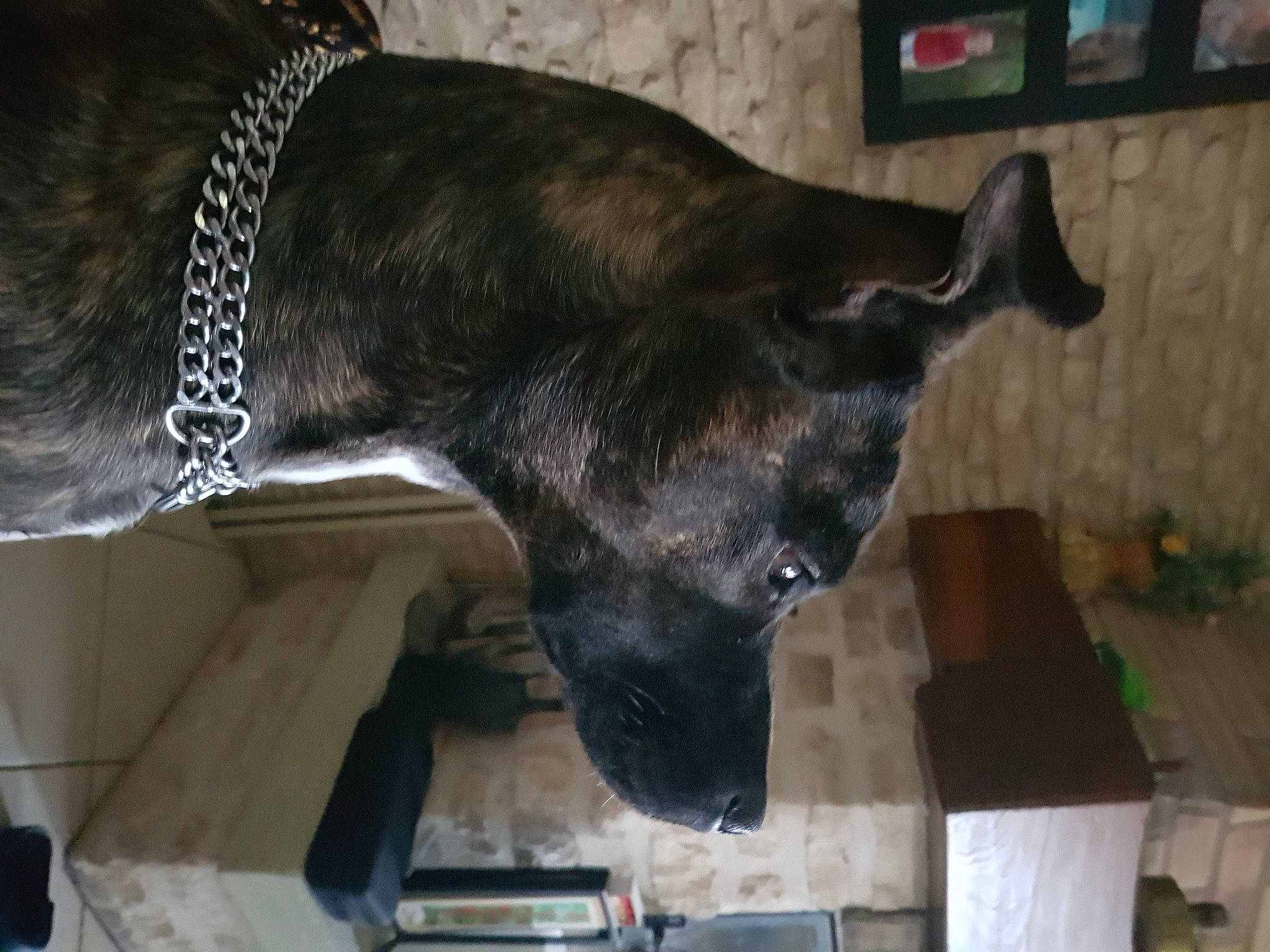 Pink a rejoint le concours — aidez-le/la à gagner de superbes lots ! canidae, carnivore, dog_breed, fawn, snout