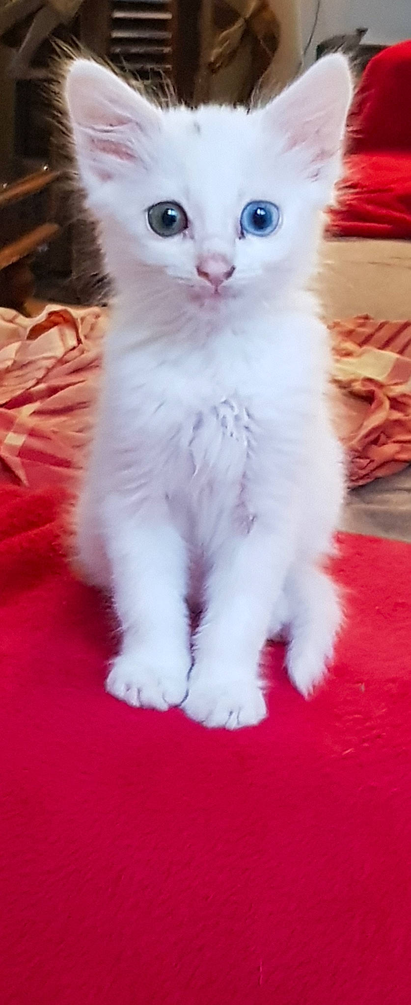 Rubis participe au concours pour gagner de l'argent avec cette photo : american_curl, asian, burmilla, carnivore, cat, domestic_short_haired_cat, eye, felidae, khao_manee, kitten, mammal, polydactyl_cat, ragdoll, skin, small_to_medium_sized_cats, snout, turkish_angora, turkish_van, vertebrate, whiskers