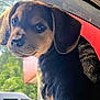 puppy, dog, car, window, outdoor, sunlight, animal, pet, cute, fur, ears, face, black, brown, nature, greenery, building, reflection, daytime, curious