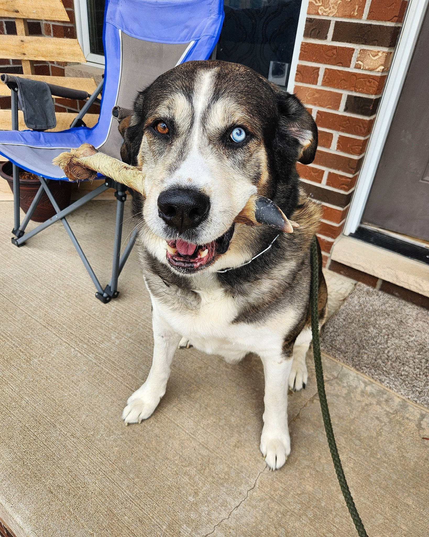 Koby is registered to the contest to win money with this photo: canidae, carnivore, chair, collar, companion_dog, dog, dog_breed, fur, guard_dog, herding_dog, leash, snout, sporting_group, working_animal, working_dog