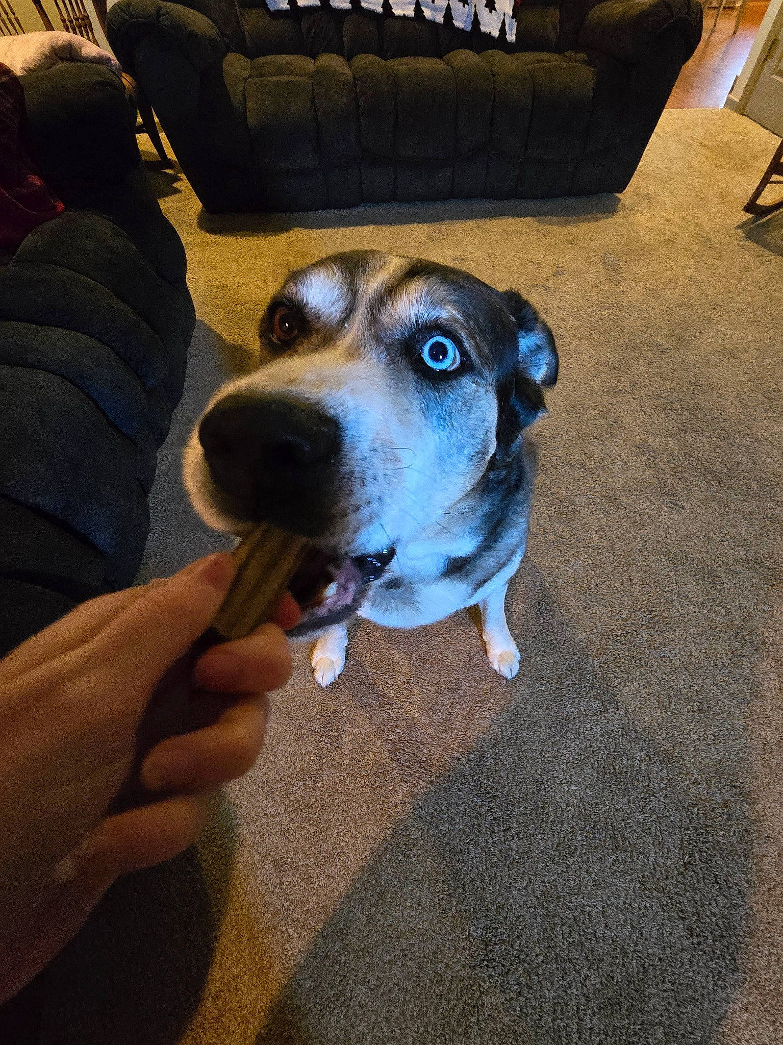 Koby joined the competition — help win amazing prizes! bag, canidae, carnivore, chair, comfort, companion_dog, couch, dog, dog_breed, fawn, flooring, non_sporting_group, picture_frame, snout, sporting_group, working_animal