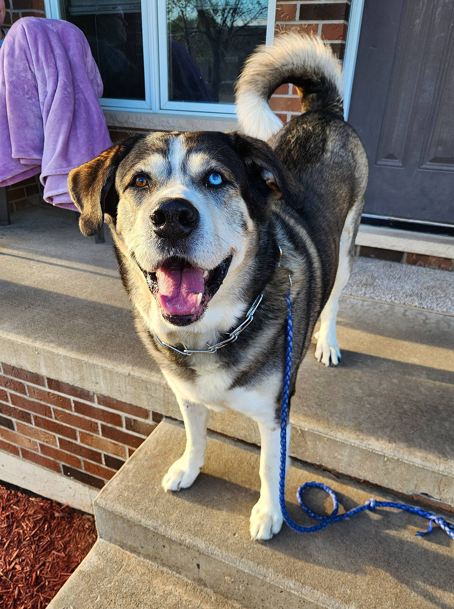 Koby is registered to the contest to win money with this photo: canidae, carnivore, collar, companion_dog, dog, dog_breed, dog_collar, dog_supply, fawn, fur, leash, paw, road_surface, sidewalk, smile, snout, sporting_group, street, tail, whiskers