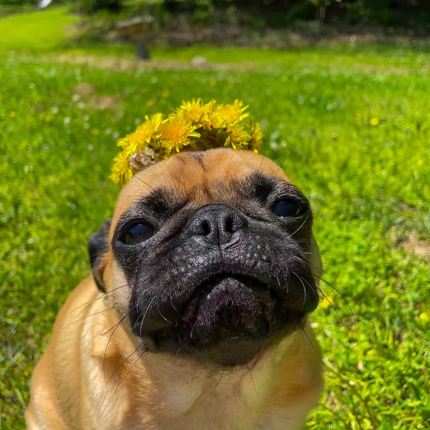 Hugo is registered to the contest to win money with this photo: animal, bulldog, canine, daisy, dog, field, flower, frenchbulldog, grass, green, herbal, herbs, nature, outdoors, pet, petal, plant, pug, puppy, vegetation