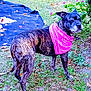 Zoey joined the competition — help win amazing prizes! dog, brindle, bandana, pink, grass, plants, outdoor, leaf, tarp, nature, pet, animal, canine, standing, fur, ears, snout, garden, background, greenery