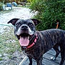 animal, brindle, canine, closeup, collar, daylight, dog, ears_up, excited, friendly, grass, ground, happy, nature, outdoor, pet, standing, sunlight, tongue_out, trees
