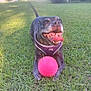 Zoey is registered to the contest to win money with this photo: dog, grass, toy, ball, purple_harness, tongue, happy, pet, outdoor, sunlight, greenery, playful, canine, nature, animal, smiling, fur, paw, tail, yard