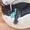dog, sleeping, stuffed_toy, dog_bed, black_dog, cozy, indoor, blanket, wooden_floor, pet, fur, collar, toy, resting, cute, animal, domestic_animal, comfort, relaxation, bed