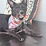 Milani is registered to the contest to win money with this photo: dog, black_dog, bandana, pet, ears, tongue, leather_surface, pillow, decor, indoor, alert, curious, cute, animal, canine, collar, fur, sitting, resting, closeup