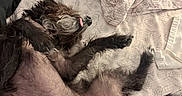 Milani is registered to the contest to win money with this photo: dog, pet, bed, blanket, floral_pattern, lying_down, tongue_out, fur, black_dog, relaxed, cute, sleepy, indoors, cozy, animal, paw, belly, resting, canine, funny_pose