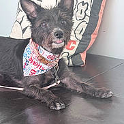 Milani is registered to the contest to win money with this photo: dog, black_dog, bandana, leather_couch, pillow, indoor, pet, tongue_out, ears_up, fur, collar, leash, resting, cute, animal, domestic_animal, face, snout, paw, fur_texture