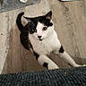Joyeux participe au concours pour gagner de l'argent avec cette photo : black_and_white, cat, cat_tree, closeup, curious, eyes, feline, flooring, food_bowl, indoor, looking_up, mat, paws, pet, playful, portrait, scratching_post, tail, whiskers, wood_floor