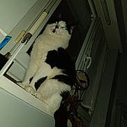 Joyeux a rejoint le concours — aidez-le/la à gagner de superbes lots ! black_and_white, cat, close_up, curtain, dreamcatcher, feline, flash, glowing_eyes, home_interior, indoor, low_angle, night, paws, pet, portrait, sitting, tail, whiskers, window, windowsill