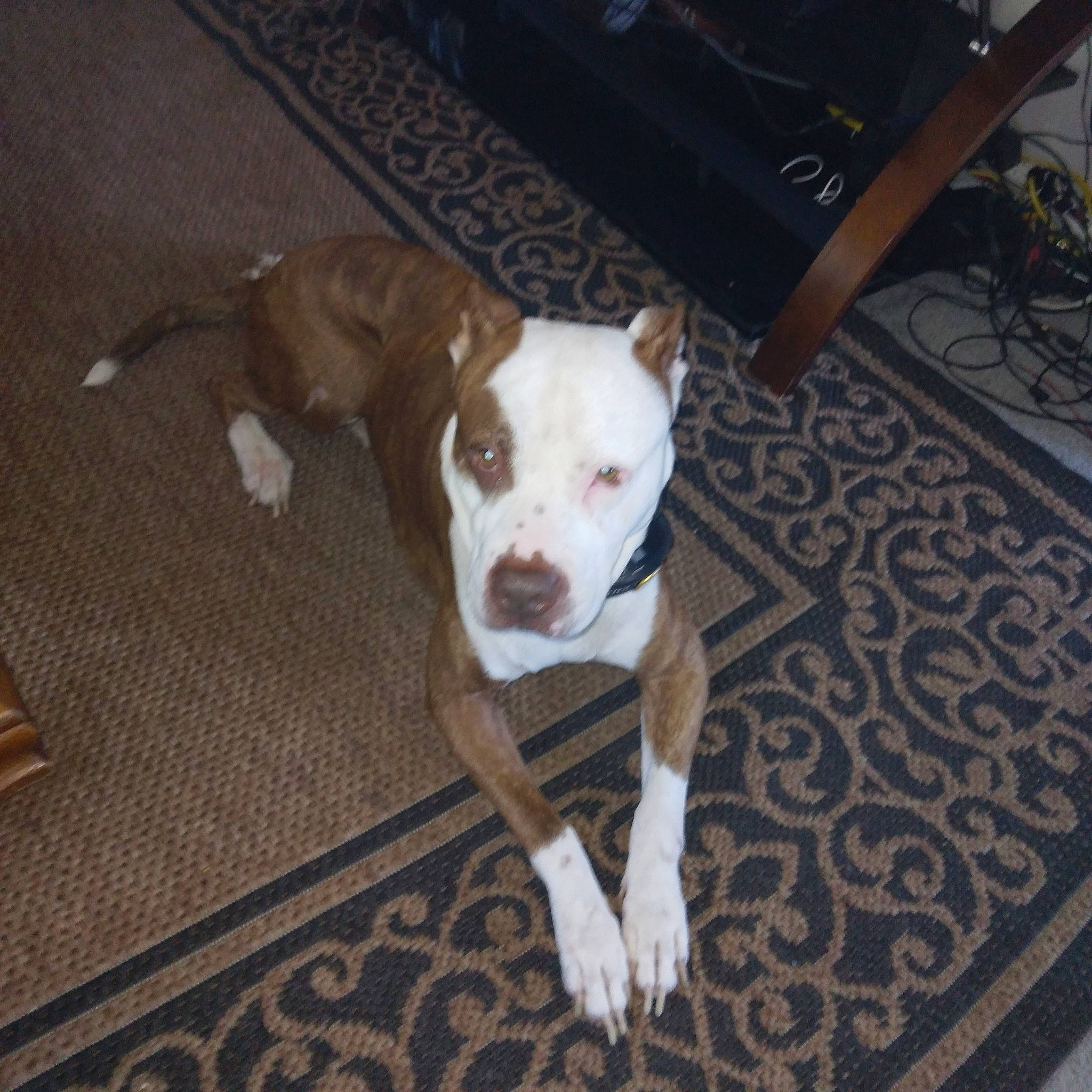 Bandit is registered to the contest to win money with this photo: carnivore, companion_dog, dog, dog_breed, floor, flooring, hardwood, paw, tail, terrestrial_animal, toy_dog, wood, working_animal