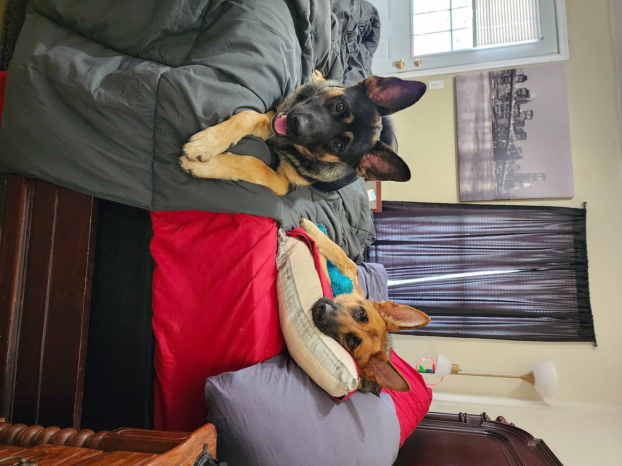 Daisy is registered to the contest to win money with this photo: bag, canidae, carnivore, comfort, companion_dog, dog, dog_breed, dog_supply, fawn, fur, luggage_and_bags, musical_instrument, pinscher, prazsky_krysarik, sitting, sporting_group, toy, toy_dog, vertebrate, window