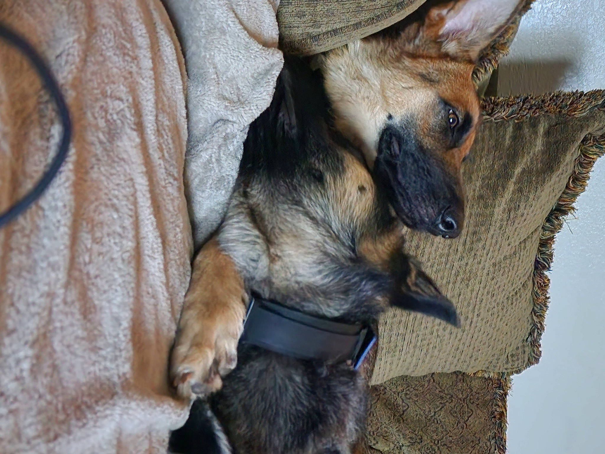 Bando joined the competition — help win amazing prizes! canidae, carnivore, claw, companion_dog, dog, dog_breed, fawn, fur, goat_antelope, goats, livestock, mammal, paw, snout, sporting_group, terrestrial_animal, whiskers, wildlife, wood, working_animal