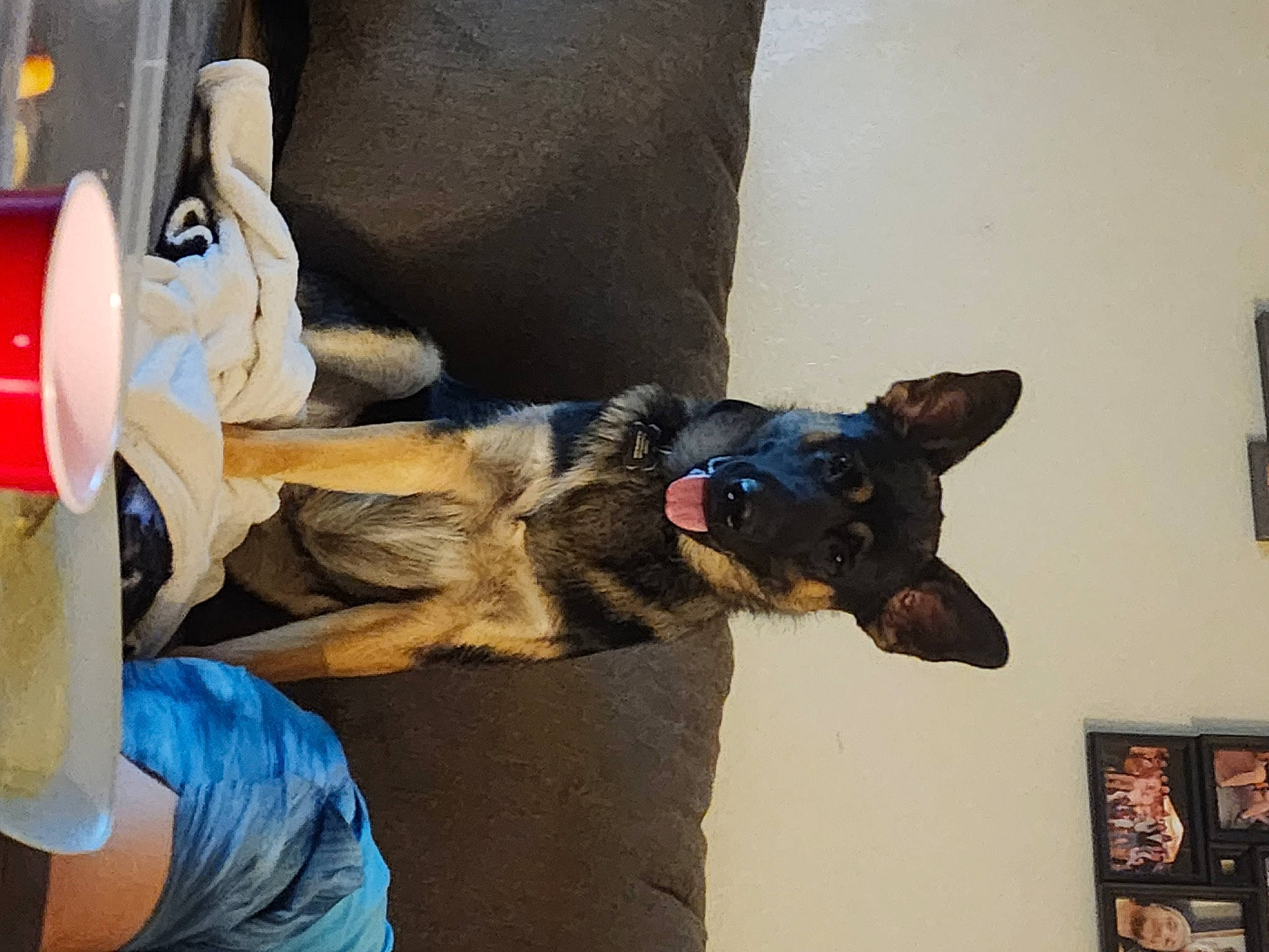 Bando is registered to the contest to win money with this photo: canidae, carnivore, collar, comfort, companion_dog, dog, dog_breed, dog_collar, dog_supply, ear, fawn, fur, guard_dog, picture_frame, snout, sporting_group, toy_dog, whiskers, working_animal, working_dog