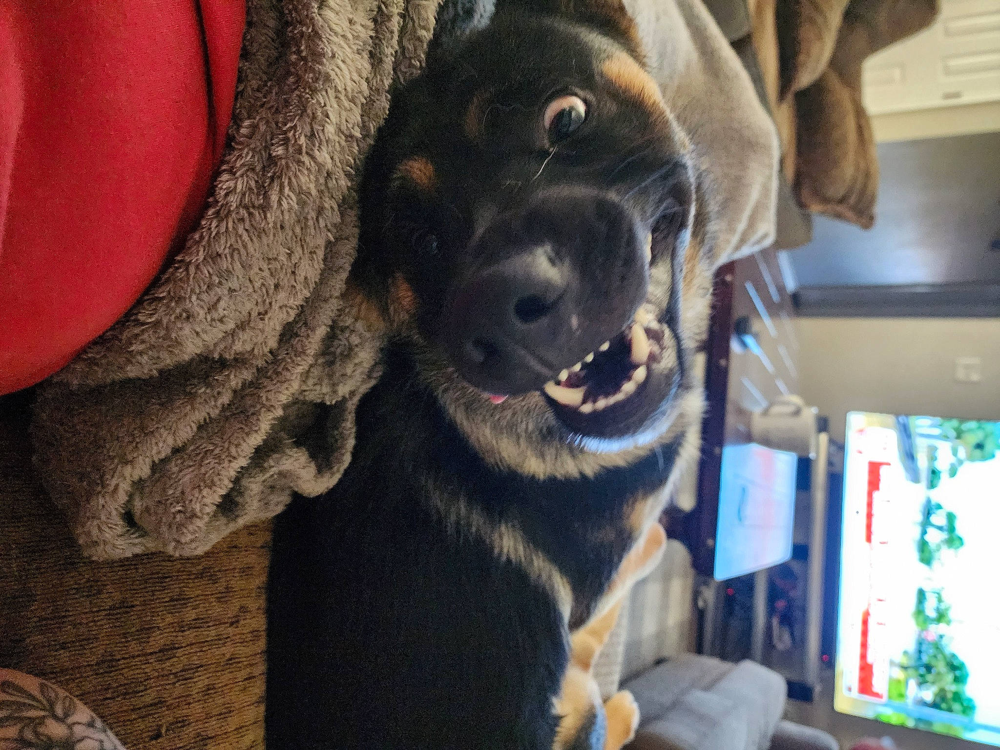 Bando is registered to the contest to win money with this photo: borador, canidae, carnivore, collar, companion_dog, dog, dog_breed, dog_collar, ear, fawn, fur, guard_dog, gun_dog, liver, retriever, snout, sporting_group, whiskers, working_animal, working_dog