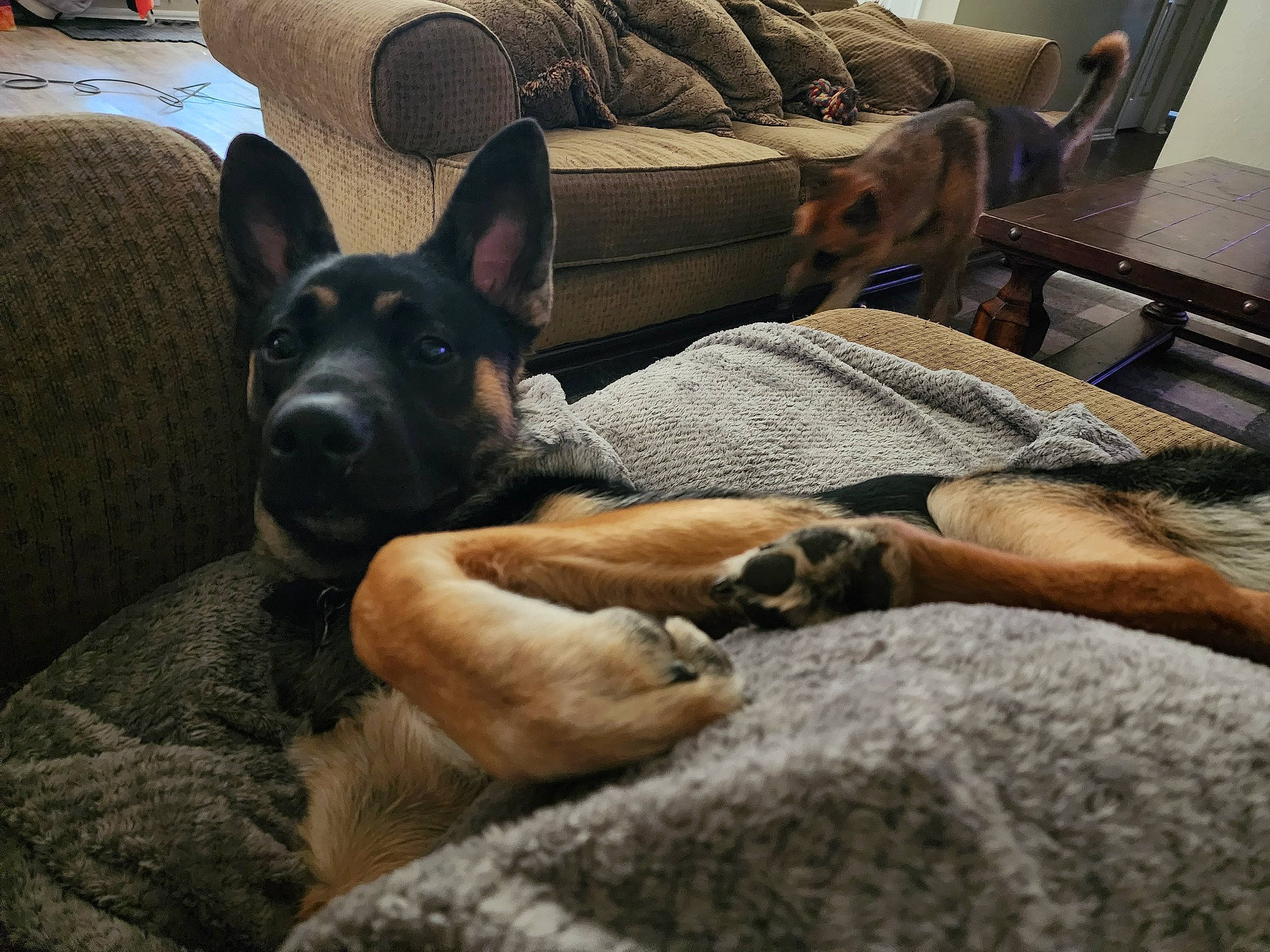 Bando is registered to the contest to win money with this photo: canidae, carnivore, comfort, companion_dog, couch, dog, dog_breed, east_european_shepherd, fawn, fur, german_shepherd_dog, guard_dog, mammal, old_german_shepherd_dog, snout, sporting_group, terrestrial_animal, vertebrate, whiskers, working_animal