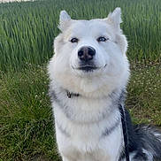 Laika a rejoint le concours — aidez-le/la à gagner de superbes lots ! dog, husky, animal, pet, outdoor, nature, field, grass, sky, clouds, leash, portrait, canine, walking_path, fur, white, gray, sitting, calm, daylight