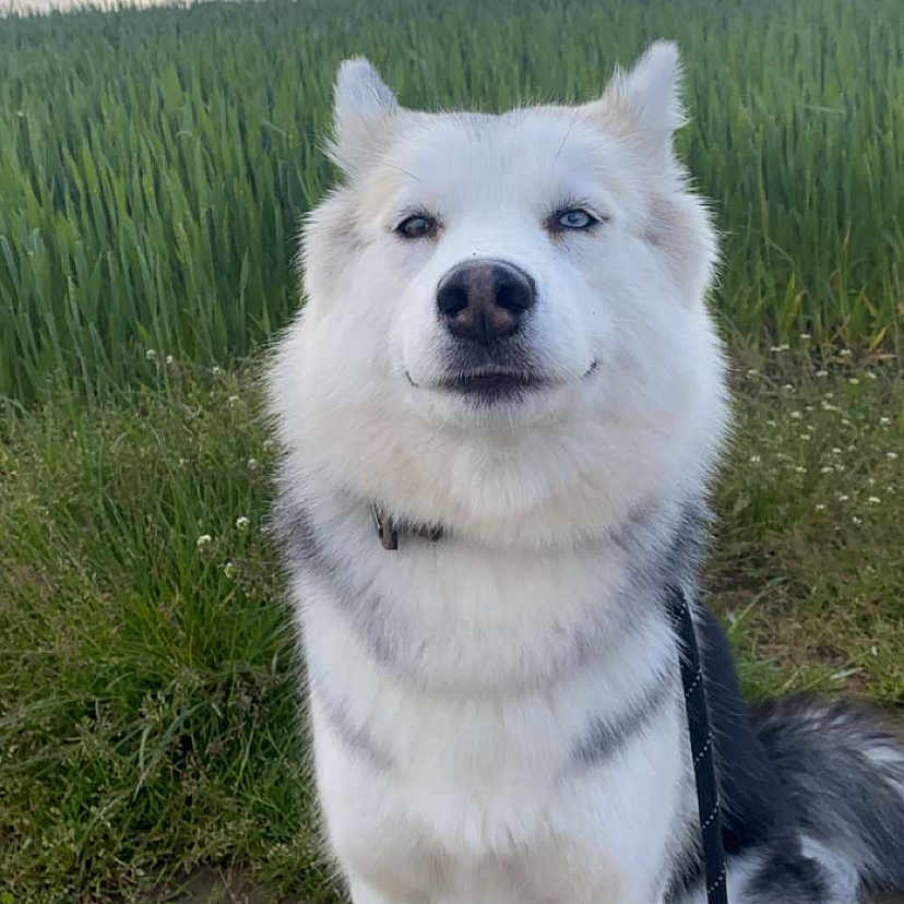 Laika a rejoint le concours — aidez-le/la à gagner de superbes lots ! dog, husky, animal, pet, outdoor, nature, field, grass, sky, clouds, leash, portrait, canine, walking_path, fur, white, gray, sitting, calm, daylight