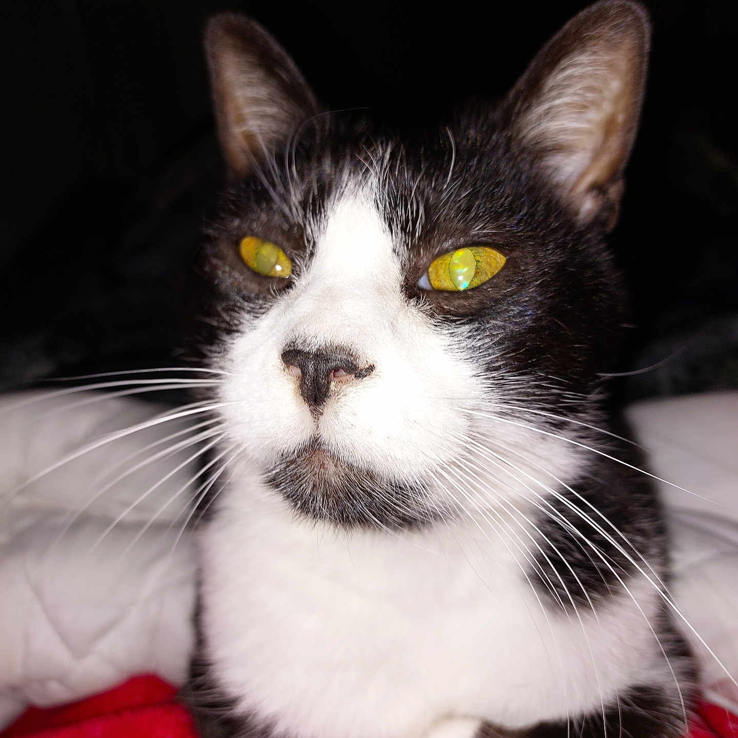 Pikssou a rejoint le concours — aidez-le/la à gagner de superbes lots ! abyssinian, animal, blackcat, cat, kitten, manx, pet, siamese