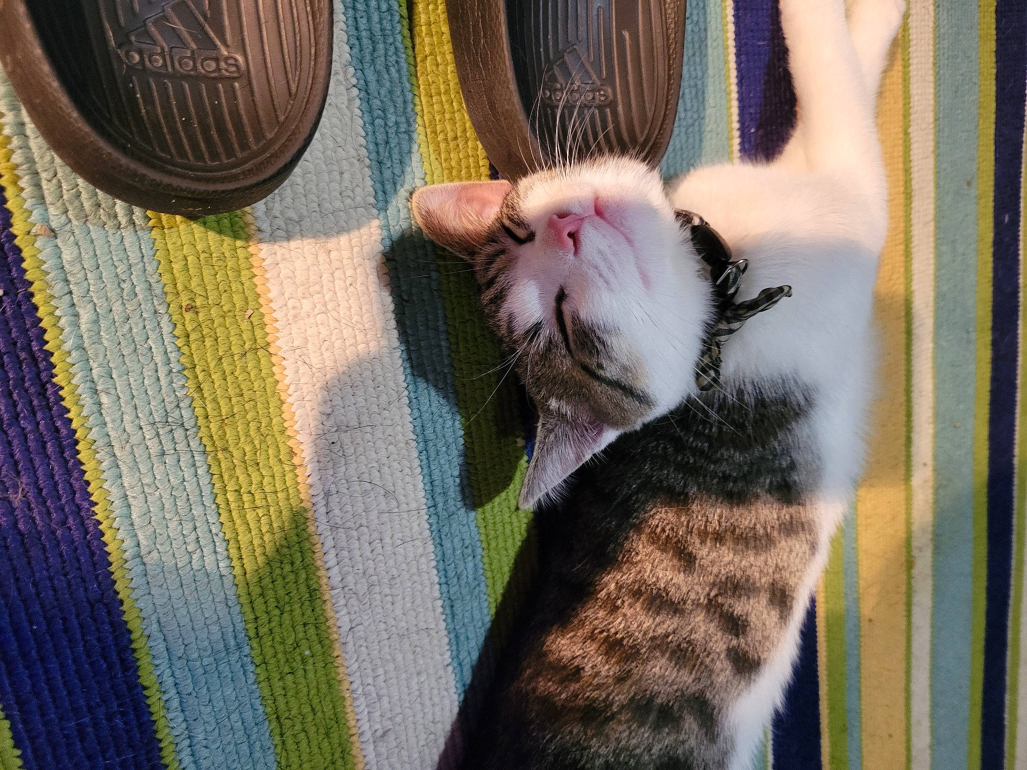 Carl is registered to the contest to win money with this photo: animal_shelter, beard, carnivore, cat, comfort, domestic_short_haired_cat, fawn, felidae, fur, hat, linens, pattern, paw, small_to_medium_sized_cats, snout, tail, textile, tree, whiskers, wood