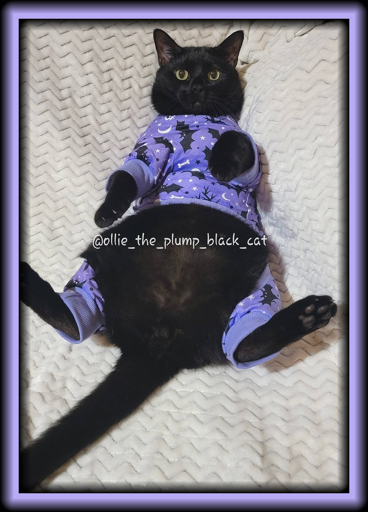 Ollie joined the competition — help win amazing prizes! art, black_cat, carnivore, cat, electric_blue, fashion_accessory, felidae, fictional_character, fur, magenta, personal_protective_equipment, pet_supply, picture_frame, purple, rectangle, small_to_medium_sized_cats, tail, toy, violet, whiskers
