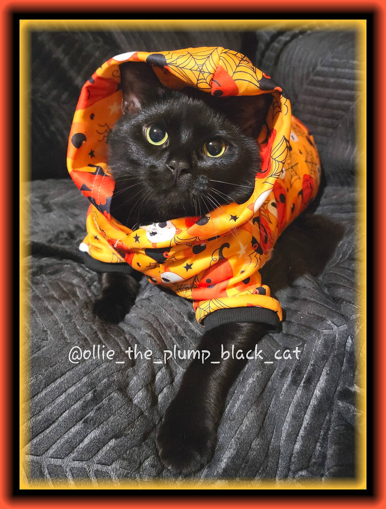 Ollie is registered to the contest to win money with this photo: art, black_cat, bombay, calabaza, carnivore, cat, fawn, felidae, font, orange, pattern, picture_frame, plant, pumpkin, rectangle, small_to_medium_sized_cats, snout, tail, terrestrial_animal, whiskers