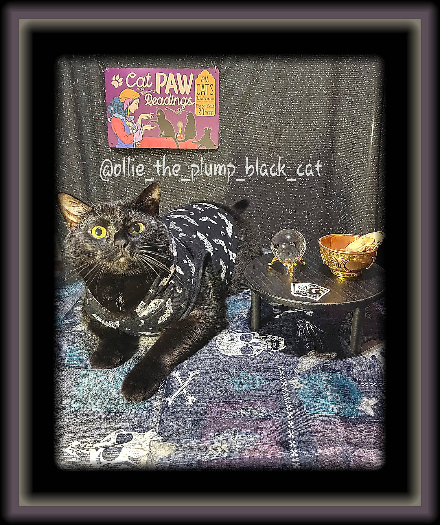 Ollie is registered to the contest to win money with this photo: advertising, art, bird, carnivore, cat, creative_arts, darkness, felidae, font, graphic_design, graphics, illustration, pattern, photo_caption, picture_frame, rectangle, small_to_medium_sized_cats, terrestrial_animal, visual_arts, whiskers