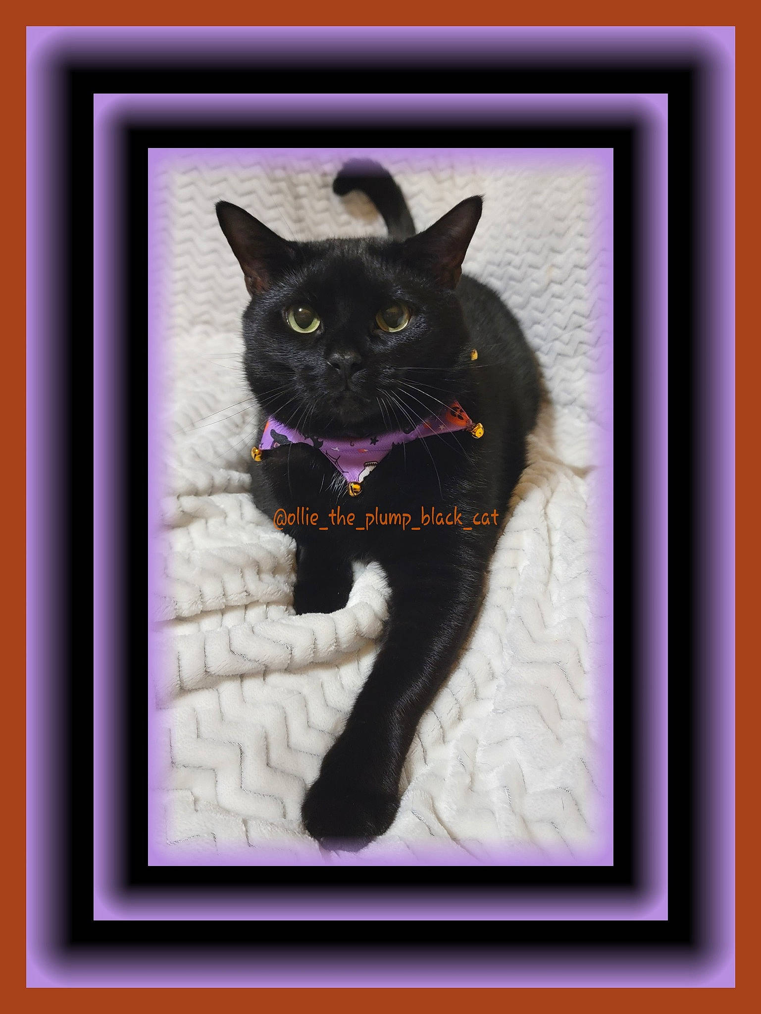 Ollie is registered to the contest to win money with this photo: art, black_cat, bombay, carnivore, cat, creative_arts, domestic_short_haired_cat, felidae, fur, magenta, pet_supply, picture_frame, purple, rectangle, small_to_medium_sized_cats, snout, violet, visual_arts, whiskers, window