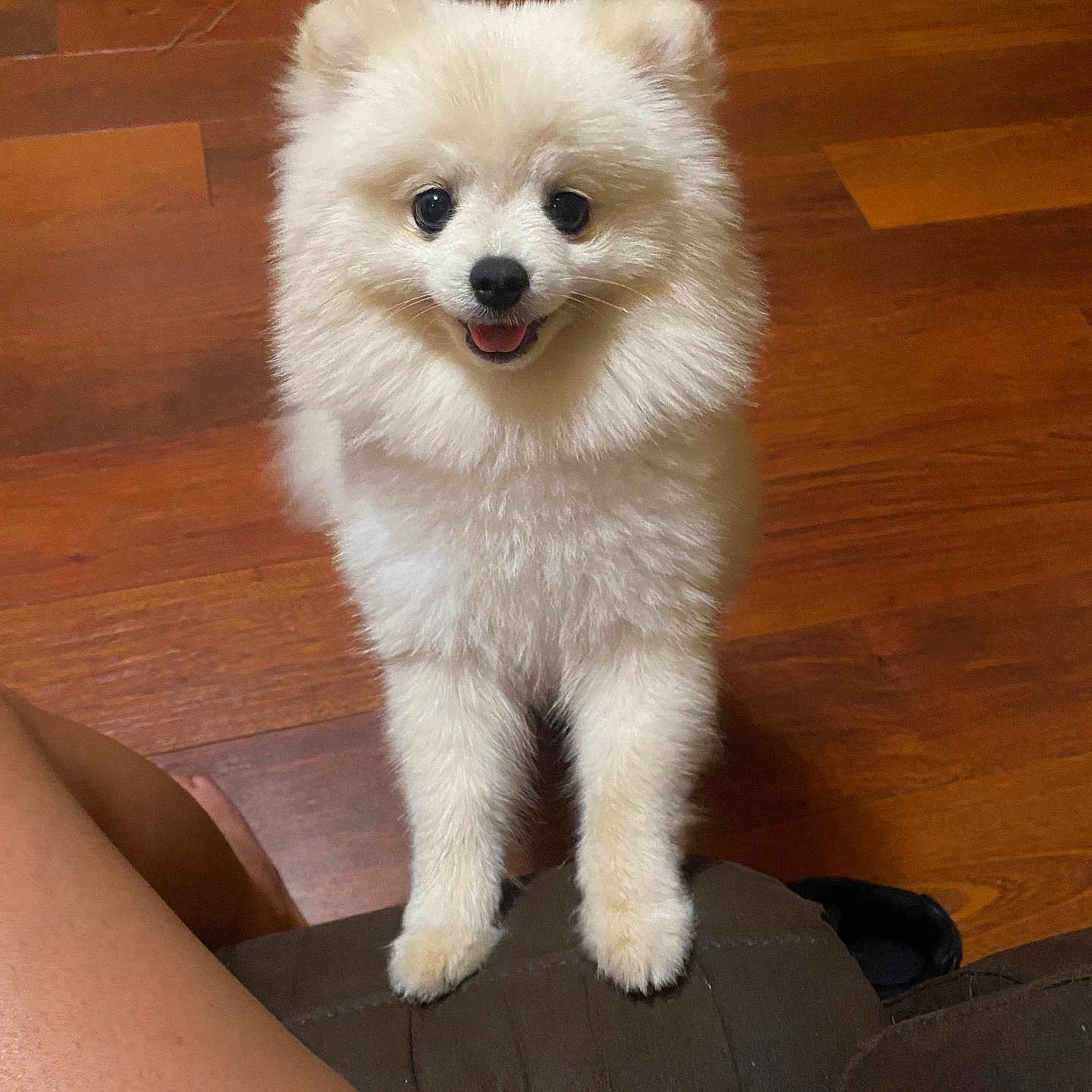 Bonbon joined the competition — help win amazing prizes! animal, canine, clothing, dog, eskimodog, footwear, hardwood, indoors, interiordesign, person, pet, poodle, puppy, shoe, whitedog, wood