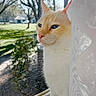 cat, window, lace_curtain, sunlight, blue_eyes, cream_colored, outdoor, garden, tree, reflection, pet, animal, domestic_cat, feline, curious, sitting, looking_out, nature, daylight, houseplant