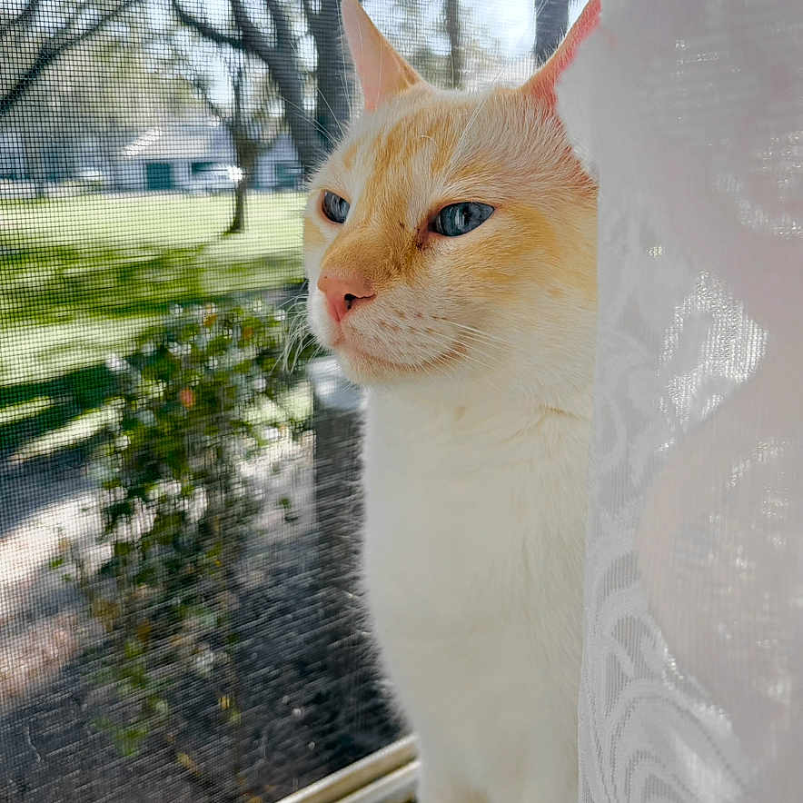 Henry is registered to the contest to win money with this photo: cat, window, lace_curtain, sunlight, blue_eyes, cream_colored, outdoor, garden, tree, reflection, pet, animal, domestic_cat, feline, curious, sitting, looking_out, nature, daylight, houseplant