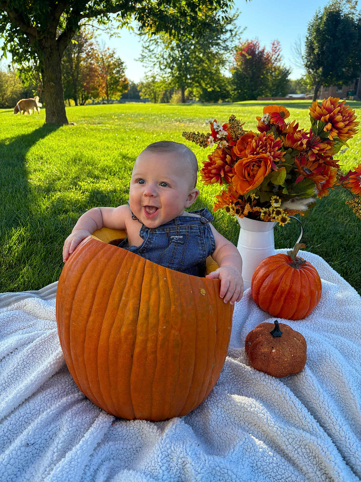 Cooper joined the competition — help win amazing prizes! baby, pumpkin, blanket, flowers, orange, outdoor, grass, dog, sunlight, autumn, nature, smiling, child, fall, overalls, greenery, decoration, happy, park, seasonal