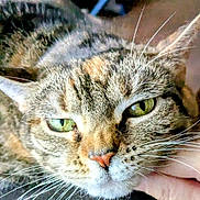 Rosie joined the competition — help win amazing prizes! cat, tabby, close_up, green_eyes, whiskers, nose, fur, pet, animal, resting, sleepy, hand, domestic_cat, face, portrait, feline, cute, calm, indoor, mammal