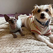 Pj James joined the competition — help win amazing prizes! cat, dog, pets, animal_companions, sphynx_cat, small_dog, scruffy_dog, pet_clothing, collar, bed, blanket, indoors, portrait, furry, hairless, sitting, lying_down, looking_at_camera, cute, home