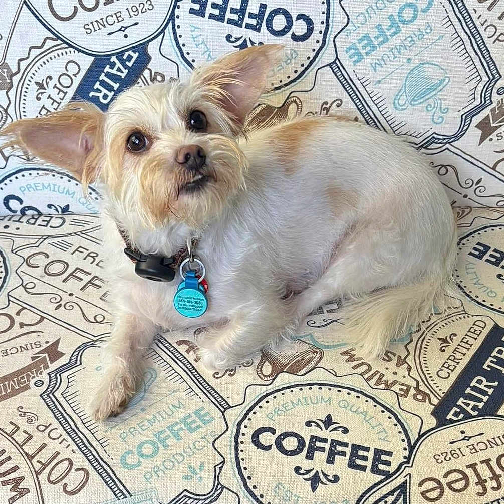 Pj James joined the competition — help win amazing prizes! dog, small_dog, white_dog, scruffy_dog, pet, animal, face, eyes, ears, collar, dog_tag, lying_down, sitting, indoor, couch, cushion, coffee_pattern, vintage_design, portrait, cute