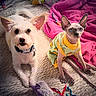 Pj James joined the competition — help win amazing prizes! dog, cat, pets, animal_portrait, scruffy_dog, hairless_cat, sphynx_cat, pet_clothing, fruit_pattern, yellow_shirt, blue_eyes, large_ears, collar, indoor, bed, blanket, pink_blanket, pet_toys, cozy, funny