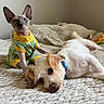 Pj James joined the competition — help win amazing prizes! cat, dog, sphynx_cat, scruffy_dog, pets, animal, bed, bedroom, blanket, pajamas, clothing, collar, blue_eyes, large_ears, sleeping, lying_down, sitting, indoors, pet_toy, cozy