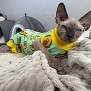 Mary Jane Hope joined the competition — help win amazing prizes! cat, sphynx_cat, hairless_cat, pet, animal, blue_eyes, large_ears, wearing_clothes, green_outfit, yellow_collar, avocado_pattern, blanket, bedroom, cat_bed, indoors, portrait, close_up, lying_down, fluffy_blanket, cute