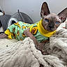 cat, sphynx_cat, hairless_cat, pet, animal, blue_eyes, large_ears, wearing_clothes, green_outfit, yellow_collar, avocado_pattern, blanket, bedroom, cat_bed, indoors, portrait, close_up, lying_down, fluffy_blanket, cute