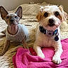 cat, dog, pets, animal_portrait, hairless_cat, sphynx_cat, small_dog, scruffy_dog, collar, pet_tag, indoors, bed, blanket, pink_blanket, cozy, sitting, looking_at_camera, companions, closeup, cute