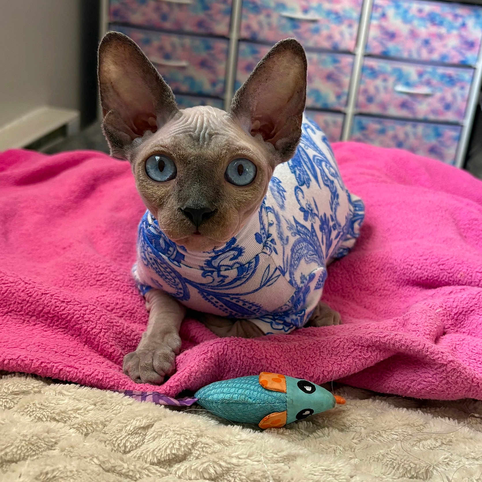 Mary Jane Hope is registered to the contest to win money with this photo: cat, sphynx_cat, hairless, pet, blue_eyes, large_ears, animal, portrait, indoors, bed, blanket, pink_blanket, clothing, shirt, patterned_fabric, toy_mouse, plaything, front_view, alert, cozy