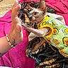 Mary Jane Hope joined the competition — help win amazing prizes! cat, sphynx_cat, hairless_cat, pet, animal, avocado_shirt, clothing, high_five, human_hand, bed, blanket, pink_blanket, cozy, indoors, portrait, wrinkles, large_ears, blue_eyes, playful, cute