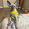 Mary Jane Hope joined the competition — help win amazing prizes! cat, sphynx_cat, hairless, pet, blue_eyes, portrait, sitting, costume, clothing, avocado_pattern, yellow, green, blanket, bed, indoor, home, toys, wood_floor, large_ears, animal_photography